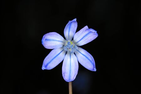 Scilla bifolia flower - isolated on black backgroundの写真素材