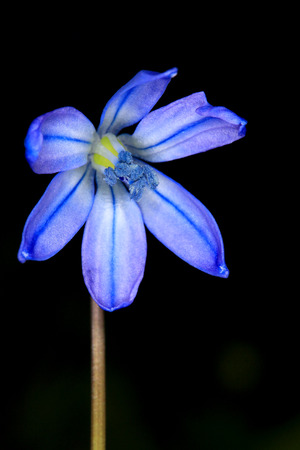 First spring flower, Scilla Bifolia, isolated on blackの写真素材