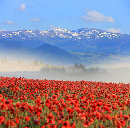 Scene with nice poppy field in mountainsの写真素材