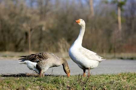pair of gooses on rural farm at nice spring dayの写真素材