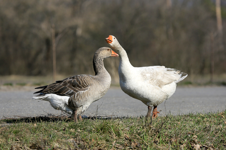 Gooses on rural pasture at nice spring dayの写真素材