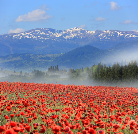 Nice landscape with meadow poppy flowers in mountains at morning timeの写真素材
