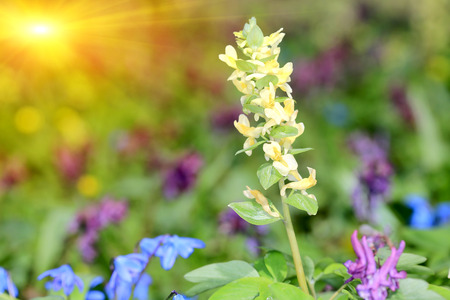Nice spring flowers on meadosの写真素材
