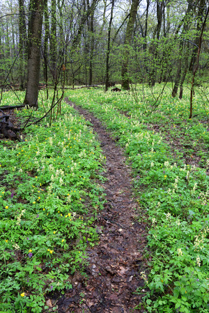 Pathway in deep forest at spring timeの写真素材