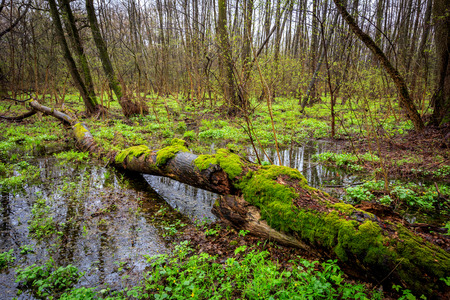 Mash in deep forest at spring timeの写真素材