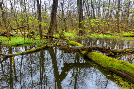 Old tree on bog in deep forest at spring timeの写真素材