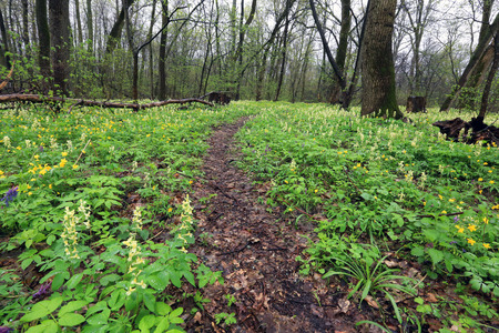 Pathway in spring forest among flowers meadowの写真素材