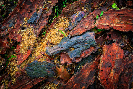 Pine cortex abstract natural の写真素材