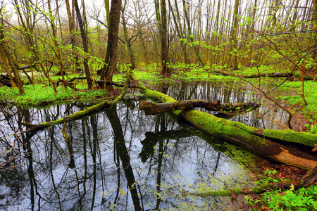 old tree on bog in deep forest at spring timeの写真素材