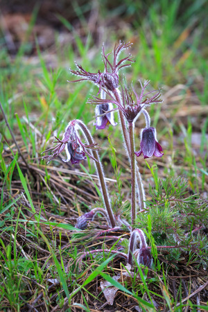 wild pasque flowers on spring meadowの写真素材