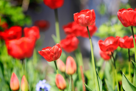 Nice red tulips in gardenの写真素材