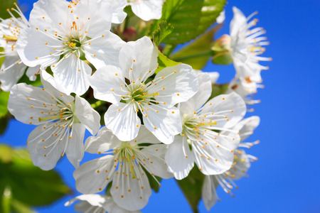 Nice cherry tree blooming at spring timeの写真素材
