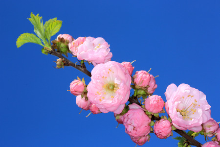 Flower bush twig agains sunset backgroundの写真素材