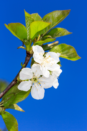 Nice cherry brunch bluming agains blue sky backgroundの写真素材