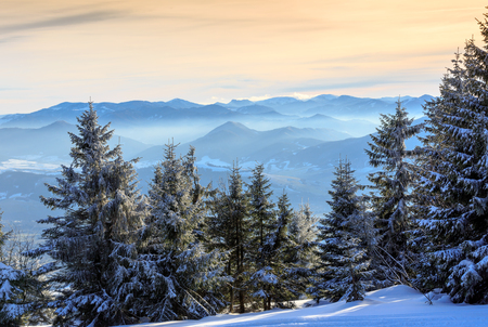 Pine trees on Tatra Mountain backgroundの写真素材
