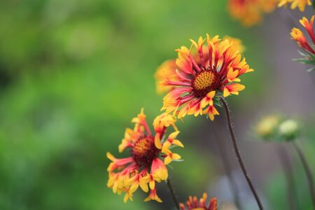 nice flowers in garden macro photoの写真素材
