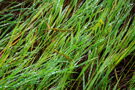 water drops on grass - abstract natural bakcrgoundの写真素材