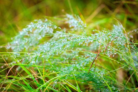 Green grass with water drops - abstract natureal backgroundの写真素材
