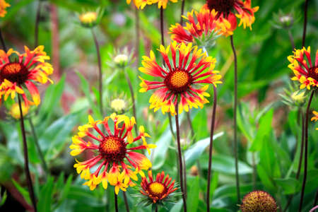 Nice summer flowers in gardenの写真素材