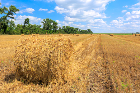agricultural field with hay rolls at summer timeの写真素材