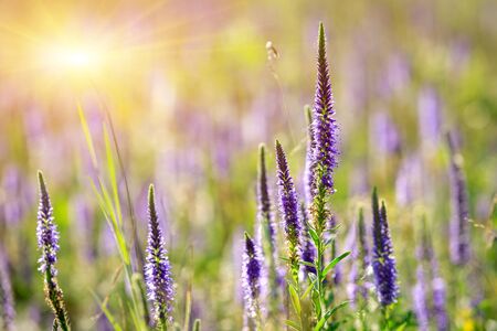 Wild flowers on summer meadowの写真素材