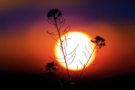 wild flower against big sun at sunset timeの写真素材