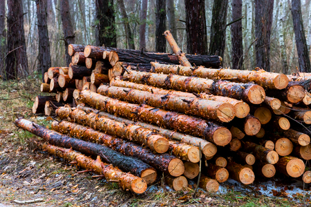 fire wood store in pine forestの写真素材