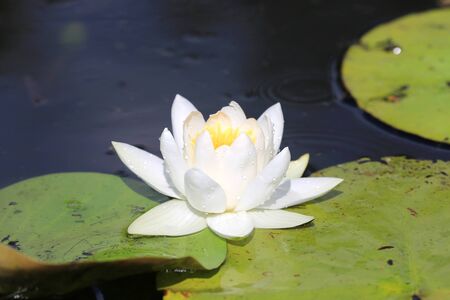 Nice white water lily flower in lake waterの写真素材