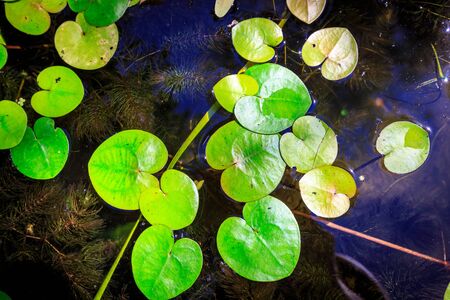 Abstract background with driftweeds leafs on water surfaceの写真素材