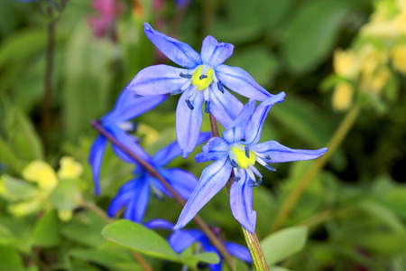 Nice wild flowers - scilla bifoliaの写真素材