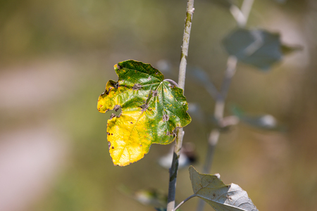Nice abstract autumn twig photoの写真素材