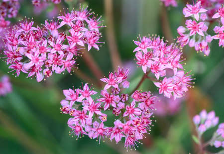 wild red flowers macro shoot