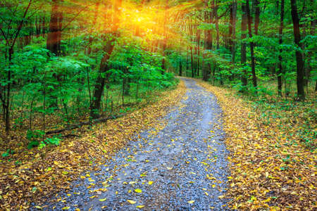Rural road in autumn forestの写真素材