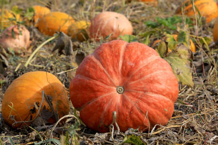 Nice pumplins on agricultural fieldの写真素材