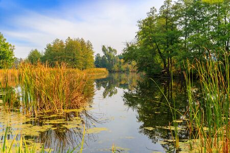 Nice autumn scene on small river in wild forestの写真素材