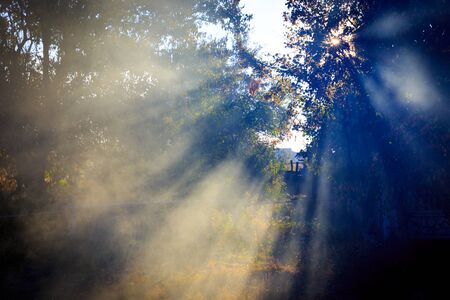 nice sunshine an rays though tree brunchesの写真素材