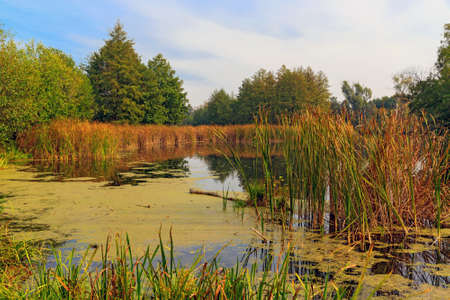 Autumn landscape with old bogの写真素材