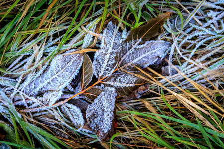 abstract autumn frozen twin on green grassの写真素材