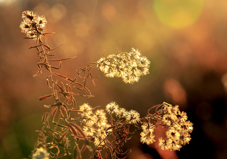 dry autumn flower meadow soft photoの写真素材