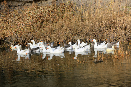 flock of ducks float on river at autumn dayの写真素材