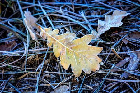 Abstract frozen oak leaf on grassの写真素材