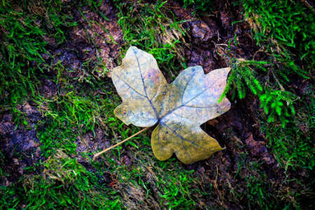 autumn maple leaf on green moss backgroundの写真素材