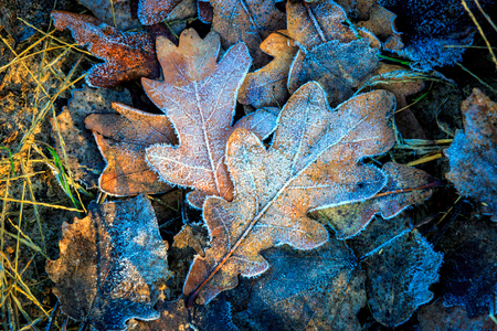 oaks leafs and first frost - abstract natural backgroundの写真素材