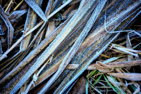 blue frost on old grassの写真素材