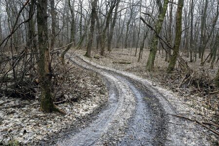 Dirt Road turn in forestの写真素材