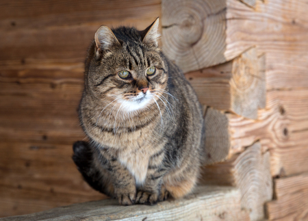 portrait of funny serious catの写真素材