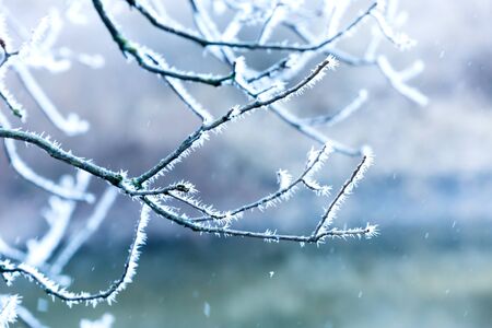 frosted tree twig under snowfall