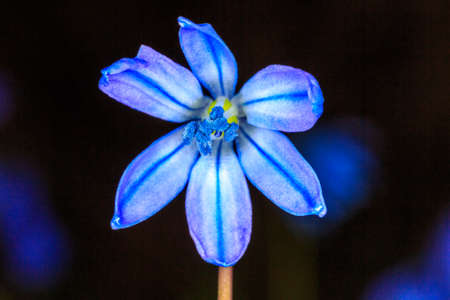 Scilla bifolia wild flower over blakの写真素材