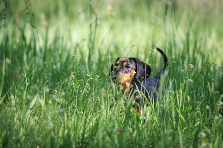 small fanny dog in green grass on summer meadowの写真素材