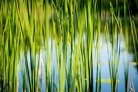 green reed abstract natural backgroundの写真素材
